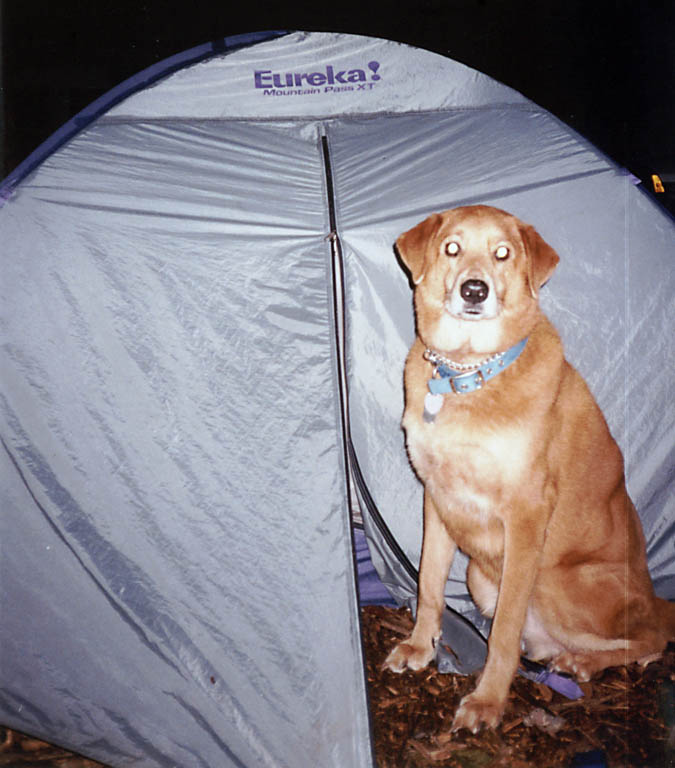 Mandel very ready to climb into the tent and go to sleep.  This looks like an advertisement for the Eureka Mountain Pass XT tent. (Category:  Backpacking)