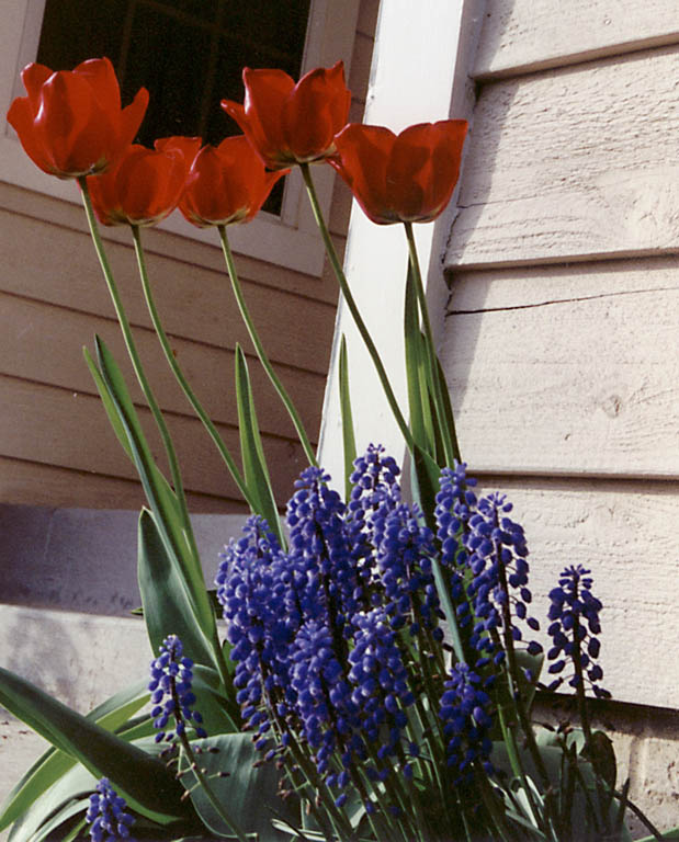 Flowers in full bloom. (Category:  Residence)