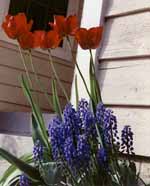 Flowers in full bloom. (Category:  Residence)