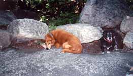 Mandel and Lance waiting patiently at the base of Hop To It. (Category:  Rock Climbing)