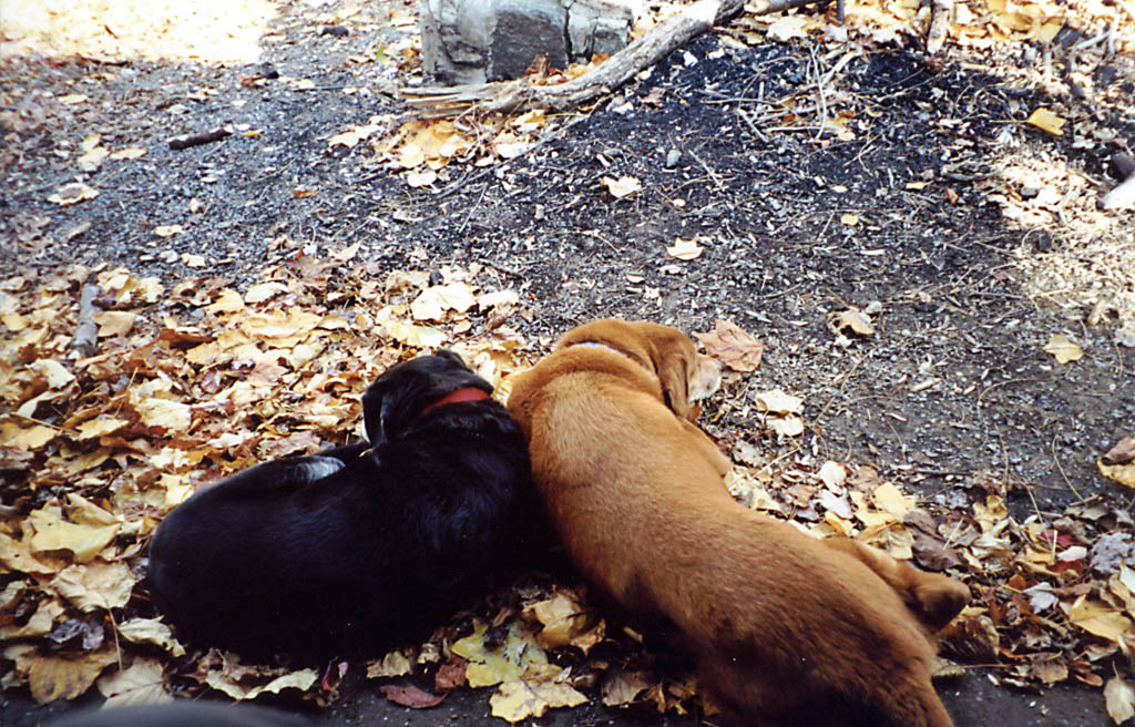 Lance and Mandel resting on the trail. (Category:  Backpacking)
