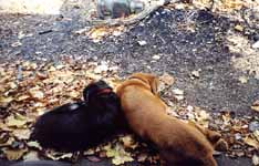 Lance and Mandel resting on the trail. (Category:  Backpacking)