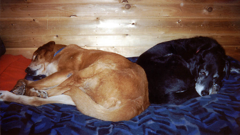 Mandel and Lance resting after a long day. (Category:  Skiing)