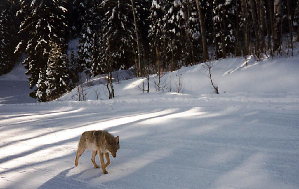 Wolf. (Category:  Skiing)