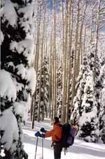 Amidst the Aspen and Pine. (Category:  Skiing)