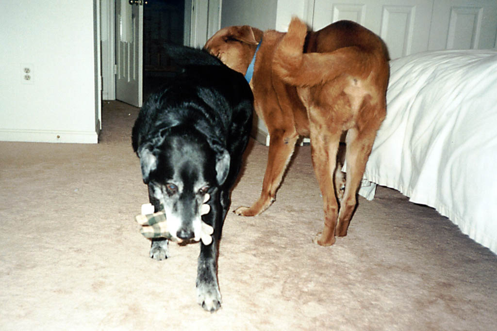 Lance playing with Mr. Sneff. (Category:  Family)