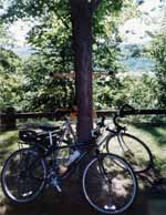 A tree and Marci and Keuka Lake. (Category:  Biking)