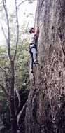 Climbing at the White Rocks area of Sugarloaf. (Category:  Rock Climbing)