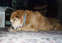 Mandel enjoying one of Prince's toys. (Category:  Family)