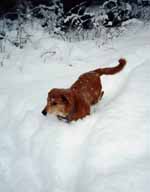 Mandel in deep snow. (Category:  Skiing)