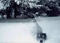 Lance porpoising through snow over his head. (Category:  Skiing)