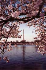 Cherry blossoms framing the Washington Monument. (Category:  Hiking)