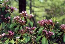 Mountain Laurel (or Rhododendron) in bloom. (Category:  Backpacking)