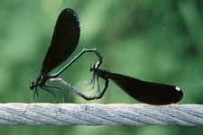 Damselflies mating. (Category:  Hiking)