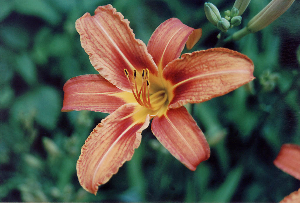 Daylily. (Category:  Hiking)