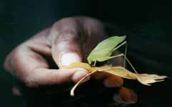 Translucent bug. (Category:  Hiking)