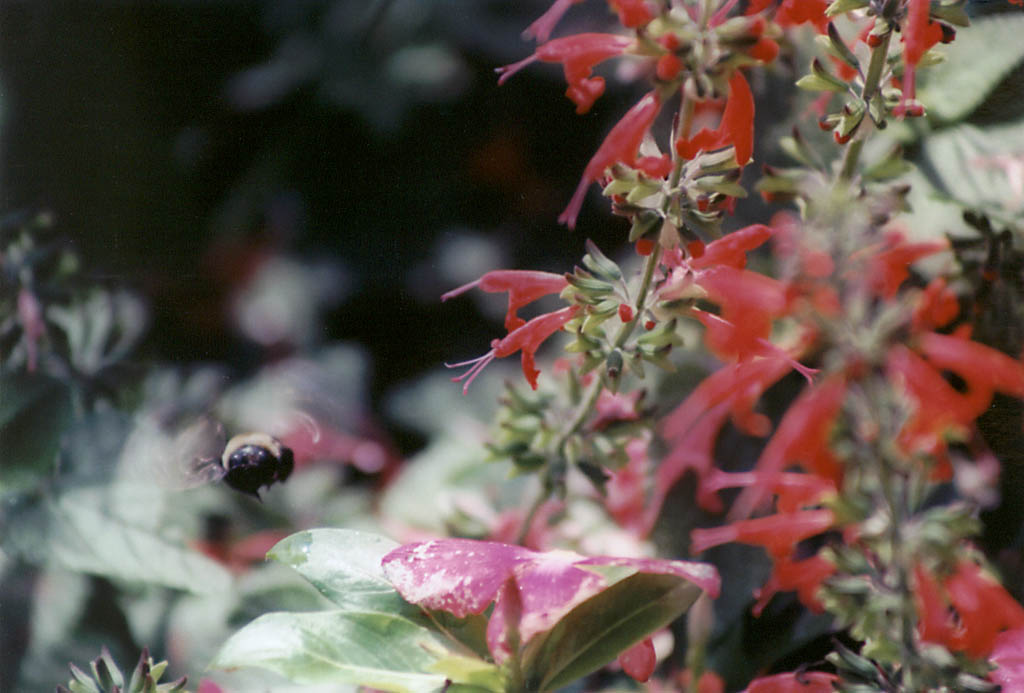 Bumblebee in flight. (Category:  Family)