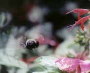 Bumblebee in flight. (Category:  Family)