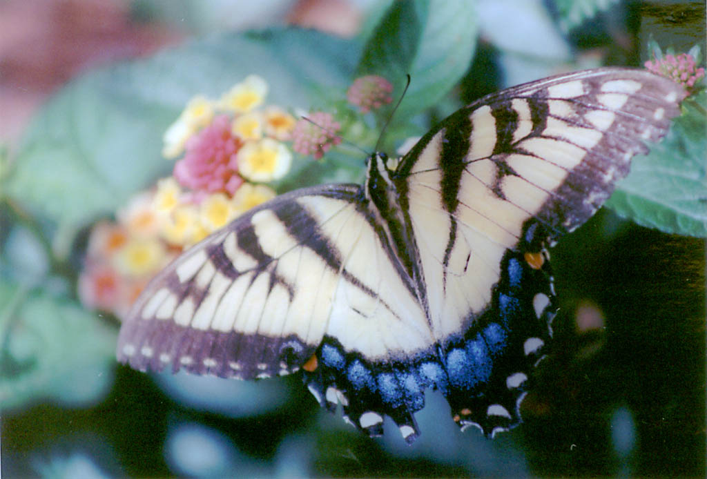 Butterfly (Category:  Family)