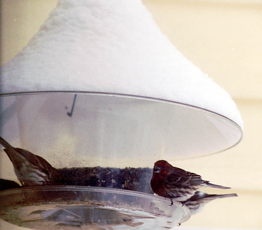 Birds at the feeder outside the kitchen window. (Category:  Residence)