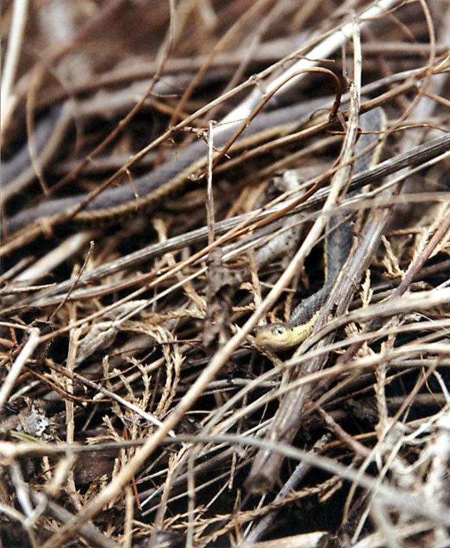 One of many snakes from the front yard brush pile. (Category:  Residence)
