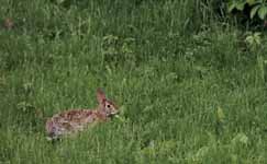 Back yard bunny. (Category:  Residence)