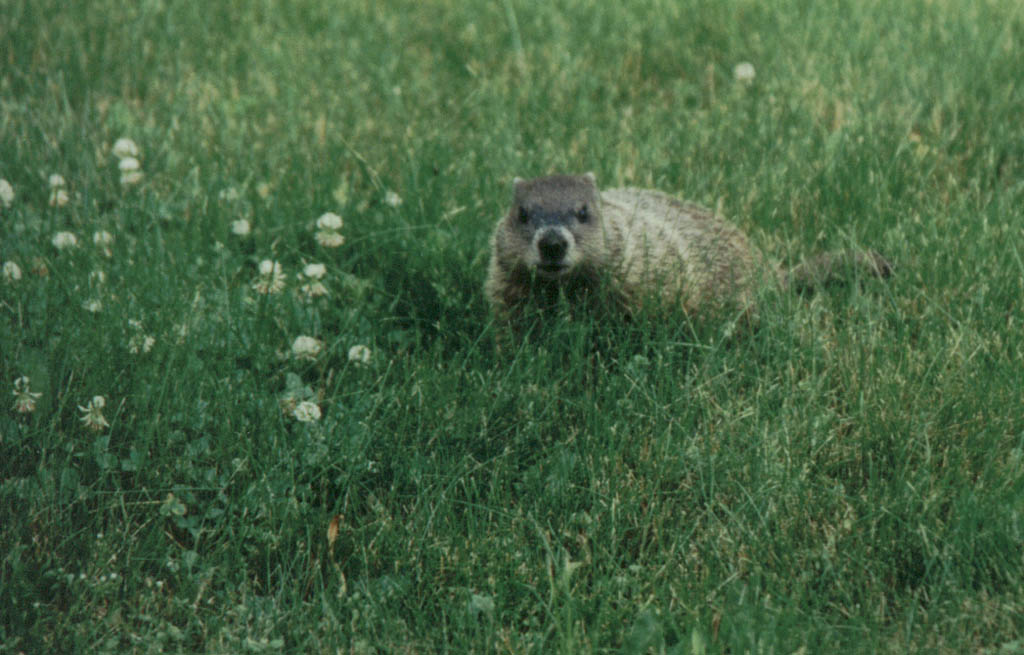 Back yard woodchuck. (Category:  Residence)