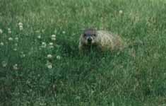 Back yard woodchuck. (Category:  Residence)