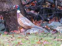 Back yard pheasant.  This banded male is probably an escapee from the DEC game farm two miles away. (Category:  Residence)