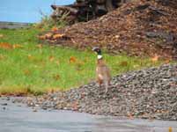 Back yard pheasant.  This banded male is probably an escapee from the DEC game farm two miles away. (Category:  Residence)