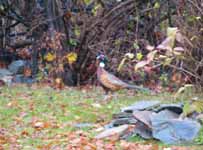 Back yard pheasant.  This banded male is probably an escapee from the DEC game farm two miles away. (Category:  Residence)