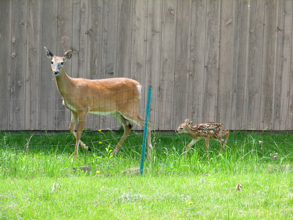 I get deer all the time, but this tiny baby was really cute. (Category:  Residence)
