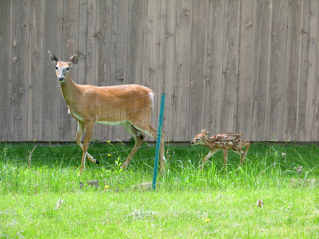 I get deer all the time, but this tiny baby was really cute. (Category:  Residence)