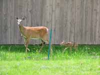 I get deer all the time, but this tiny baby was really cute. (Category:  Residence)