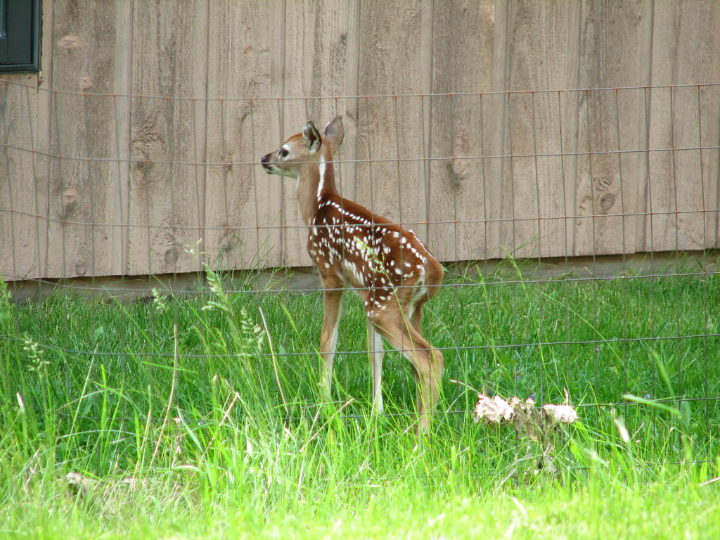 Just a few days old? (Category:  Residence)