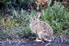 Front yard bunny. (Category:  Residence)
