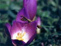 Back yard flower and Mantis. (Category:  Residence)