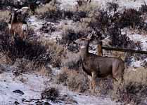 Deer in Medicine Bow National Forest (Category:  Skiing)