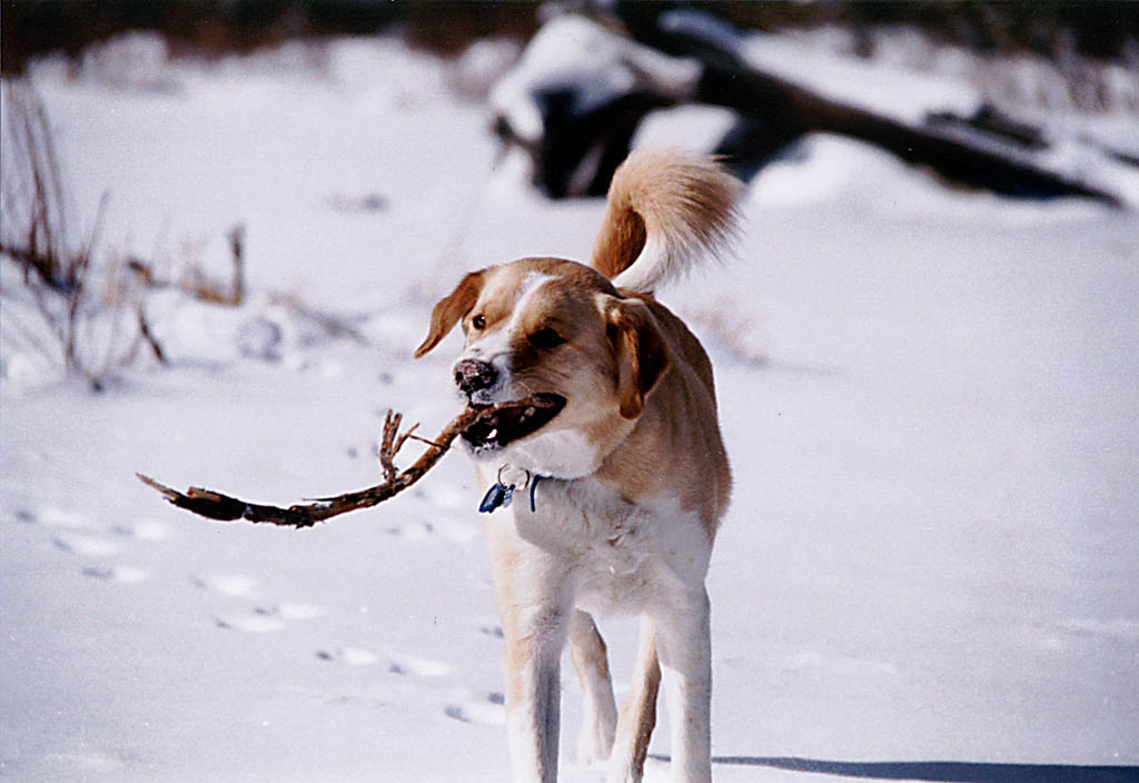 Brielle at Lost Lake (Category:  Skiing)