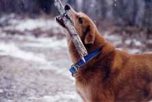 Mandel enjoying a stick with snow falling around him. (Category:  Hiking)