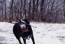 Lance playing keep-away with his stick, like always. (Category:  Hiking)