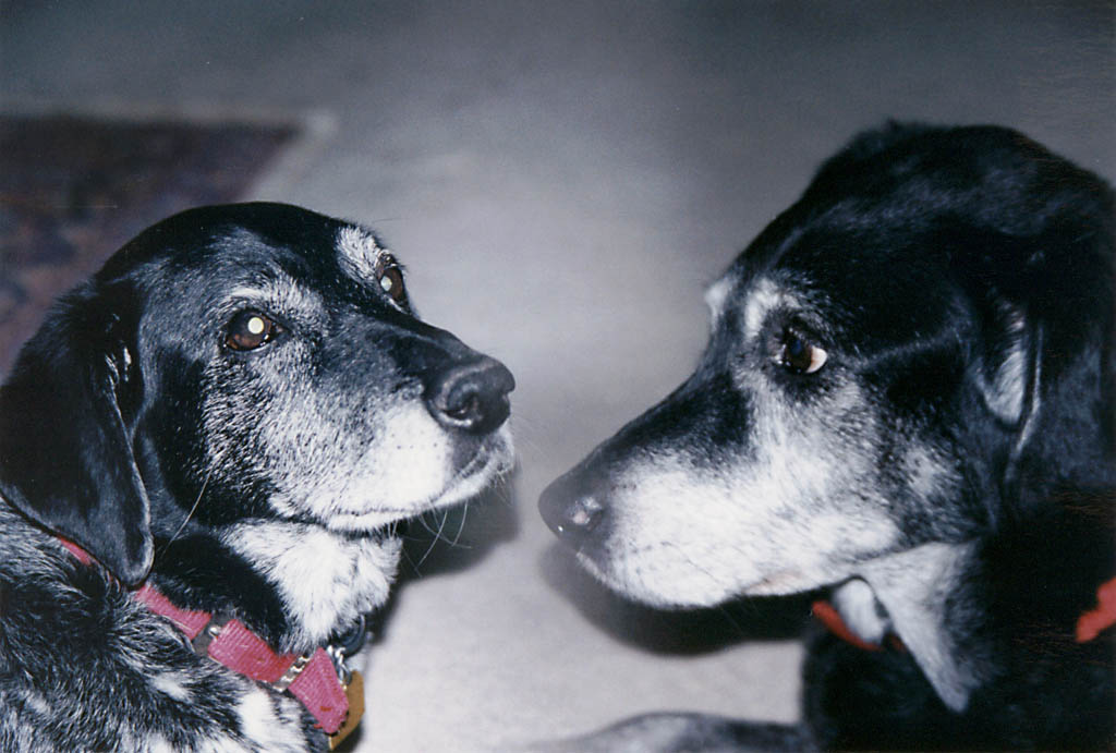 Shinga, the Lance-headed Dog, with Lance. (Category:  Family)