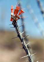 Desert flowers. (Category:  Family)