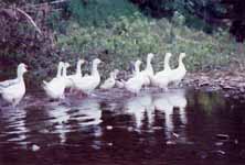 Snow geese... oops... Moscovy Ducks. (Category:  Paddling)