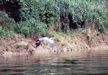 Blue Heron. (Category:  Paddling)