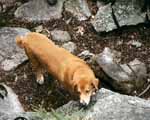 Mandel hanging out at the base of the cliff. (Category:  Rock Climbing)