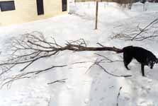 Lance examining the giant tree branch I brought down after the ice storm. (Category:  Residence)