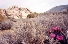 Climbing at Joshua Tree with Tom. (Category:  Rock Climbing)