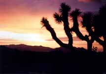 Joshua Trees silhouetted against the sunset. (Category:  Rock Climbing)
