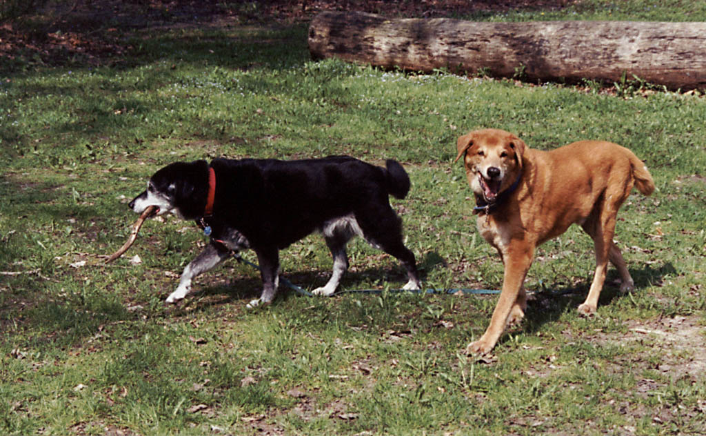 Lance and Mandel enjoying sticks, sunshine and sleeping in the tent. (Category:  Camping)